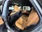 2024 Lexus RX 350h Premium Plus